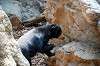 ueno_zoo_4266_mini.jpg