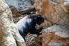 ueno_zoo_4268_mini.jpg