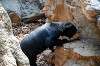 ueno_zoo_4269_mini.jpg