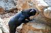 ueno_zoo_4271_mini.jpg