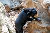 ueno_zoo_4272_mini.jpg