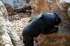 ueno_zoo_4273_mini.jpg