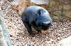 ueno_zoo_4274_mini.jpg