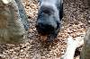 ueno_zoo_4275_mini.jpg