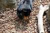 ueno_zoo_4277_mini.jpg