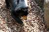 ueno_zoo_4279_mini.jpg