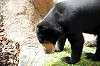 ueno_zoo_4281_mini.jpg