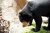 ueno_zoo_4282_mini.jpg