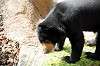 ueno_zoo_4283_mini.jpg