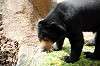 ueno_zoo_4286_mini.jpg