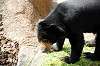 ueno_zoo_4287_mini.jpg