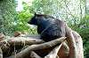 ueno_zoo_4293_mini.jpg