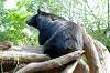 ueno_zoo_4294_mini.jpg