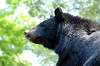 ueno_zoo_4295_mini.jpg