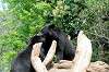 ueno_zoo_4297_mini.jpg