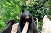 ueno_zoo_4298_mini.jpg