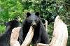 ueno_zoo_4299_mini.jpg