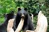 ueno_zoo_4300_mini.jpg