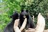 ueno_zoo_4301_mini.jpg