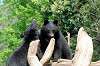 ueno_zoo_4302_mini.jpg