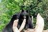 ueno_zoo_4303_mini.jpg