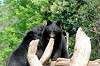 ueno_zoo_4304_mini.jpg