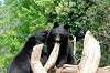 ueno_zoo_4305_mini.jpg