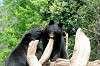 ueno_zoo_4306_mini.jpg