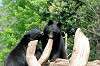 ueno_zoo_4307_mini.jpg