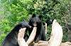ueno_zoo_4309_mini.jpg
