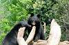 ueno_zoo_4310_mini.jpg