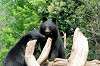ueno_zoo_4311_mini.jpg