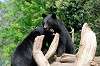 ueno_zoo_4312_mini.jpg
