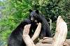 ueno_zoo_4313_mini.jpg