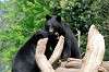 ueno_zoo_4314_mini.jpg