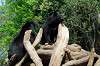 ueno_zoo_4315_mini.jpg