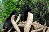 ueno_zoo_4316_mini.jpg