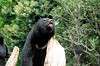 ueno_zoo_4317_mini.jpg