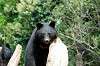 ueno_zoo_4319_mini.jpg