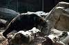 ueno_zoo_4322_mini.jpg