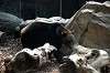 ueno_zoo_4324_mini.jpg