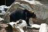 ueno_zoo_4327_mini.jpg