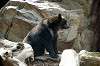 ueno_zoo_4328_mini.jpg