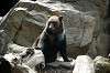 ueno_zoo_4331_mini.jpg