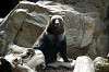ueno_zoo_4332_mini.jpg