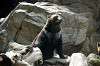 ueno_zoo_4334_mini.jpg