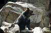 ueno_zoo_4335_mini.jpg
