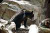 ueno_zoo_4336_mini.jpg