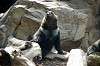 ueno_zoo_4337_mini.jpg