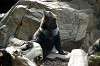 ueno_zoo_4338_mini.jpg